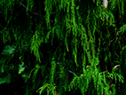 Green is the Color
