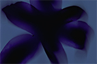 Flowers # 1